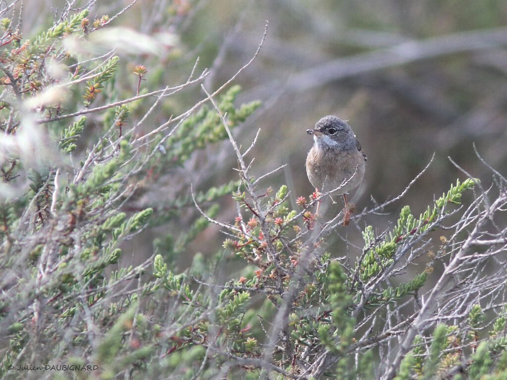 Fauvette à lunettes femelle, identification