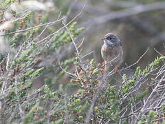 Spectacled Warbler