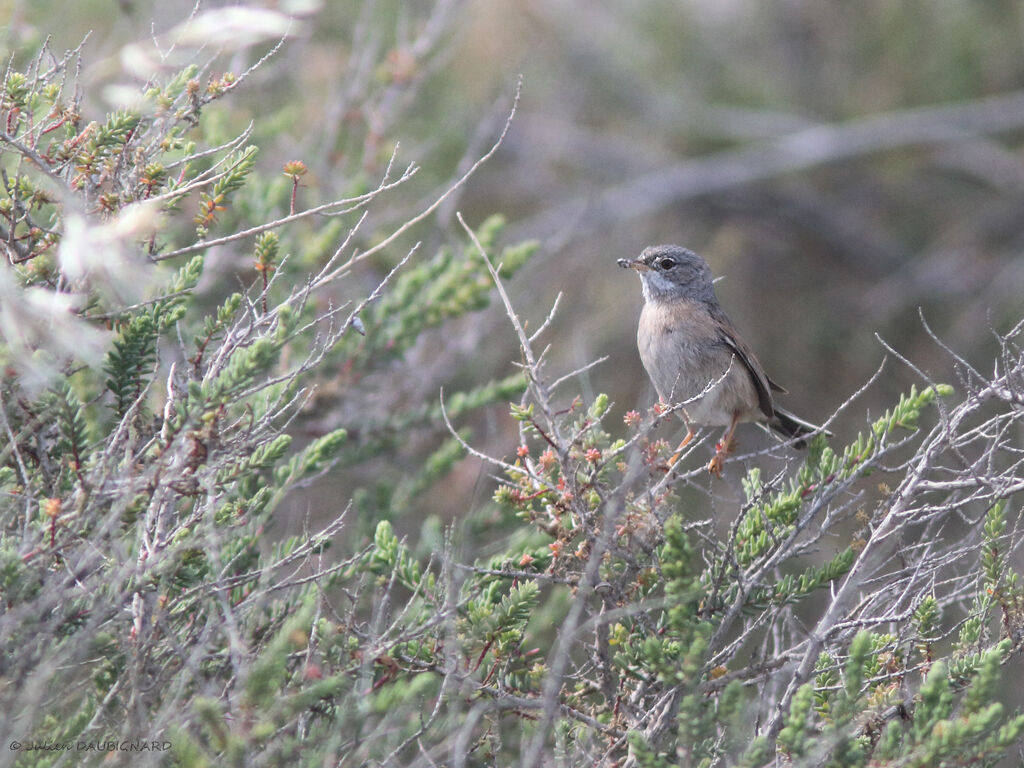 Fauvette à lunettes femelle, identification