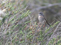 Spectacled Warbler