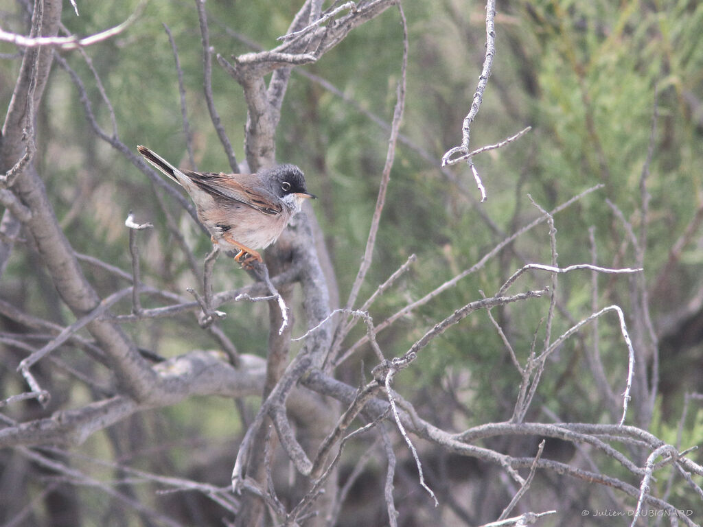 Spectacled Warbler male, identification