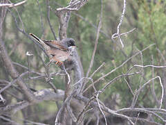 Spectacled Warbler