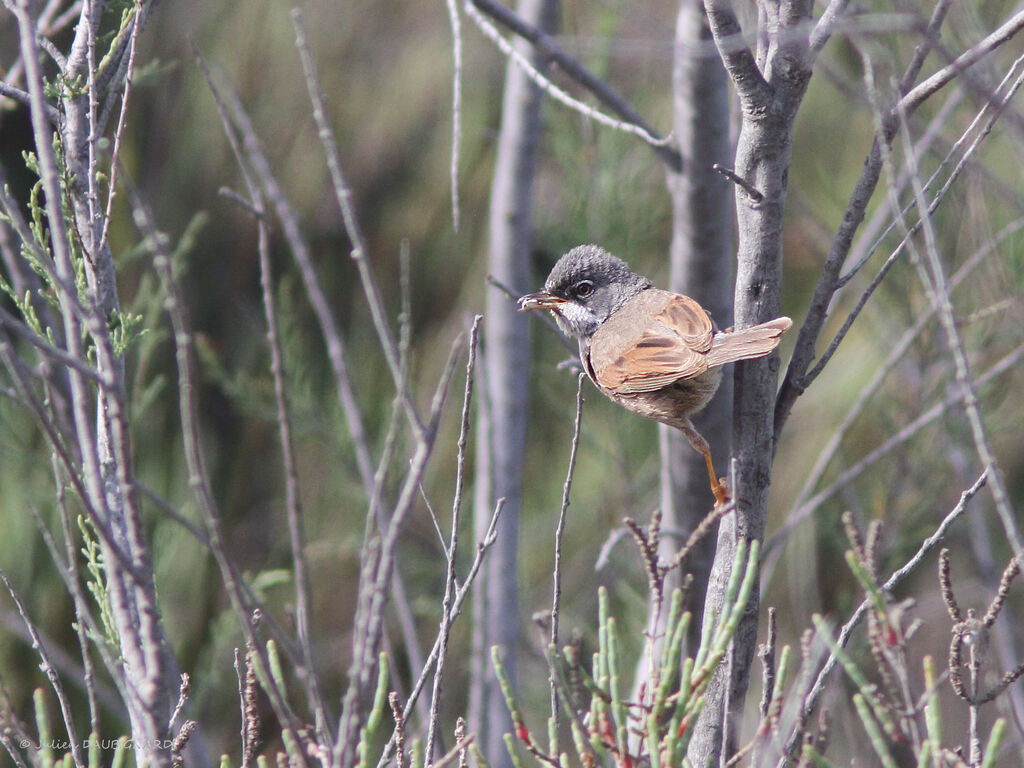 Spectacled Warbler, identification