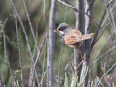 Spectacled Warbler