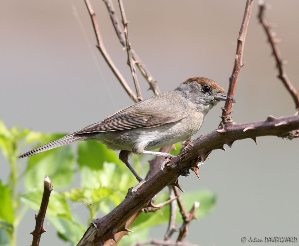 Eurasian Blackcap female, identification