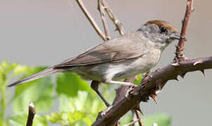 Eurasian Blackcap