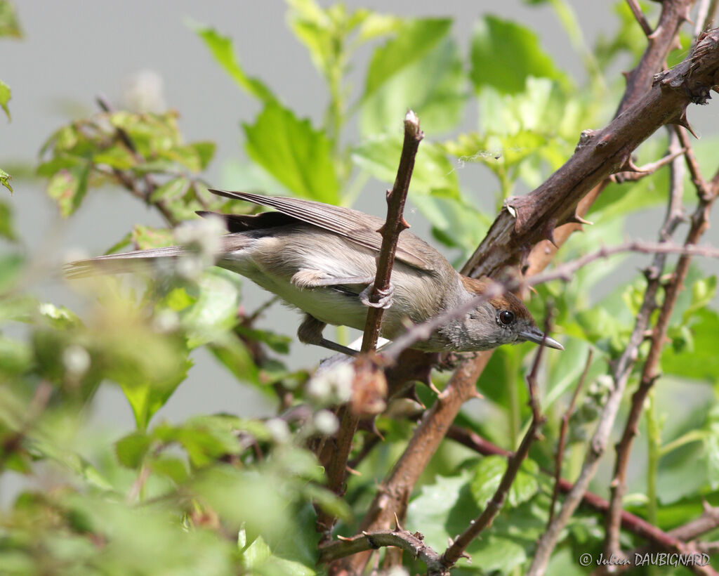 Eurasian Blackcap female, identification