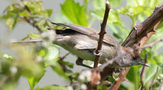 Eurasian Blackcap