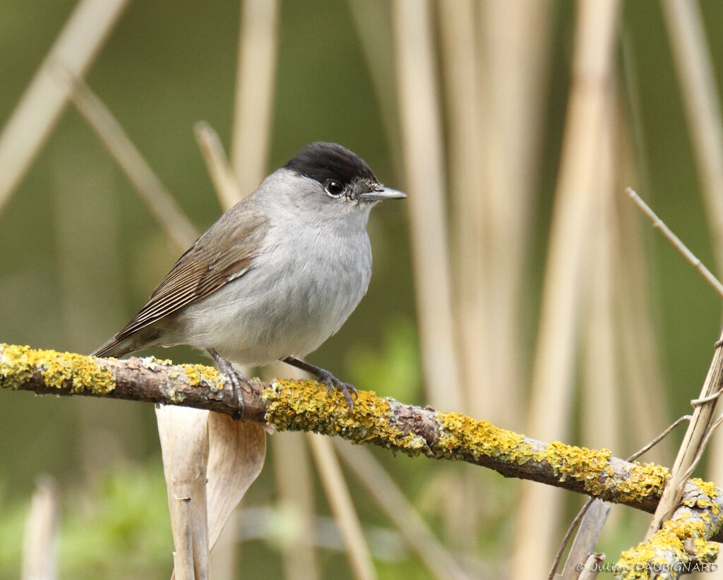 Eurasian Blackcap male, identification