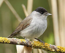 Eurasian Blackcap