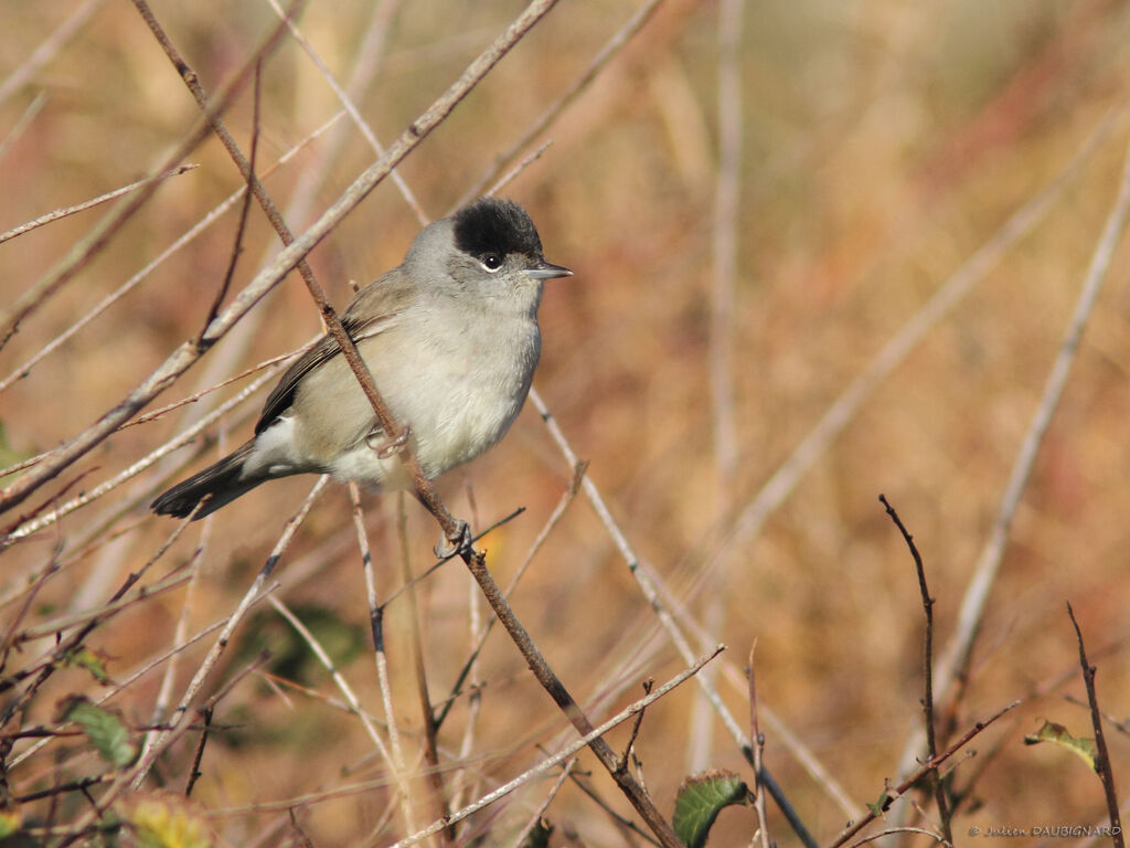 Fauvette à tête noire, identification