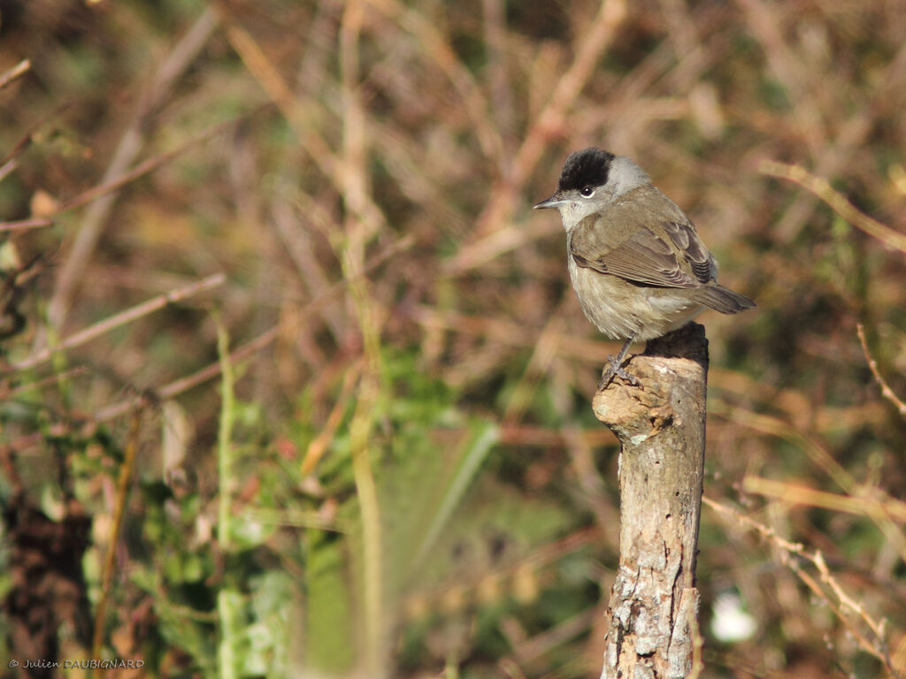 Fauvette à tête noire, identification