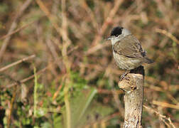 Eurasian Blackcap