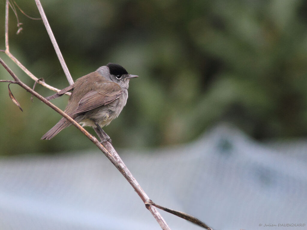 Eurasian Blackcap male, identification