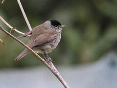 Eurasian Blackcap