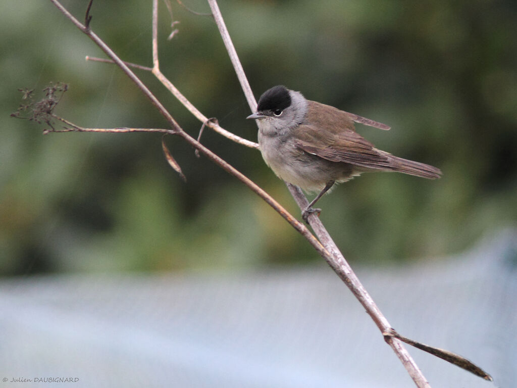 Eurasian Blackcap male, identification