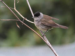 Eurasian Blackcap