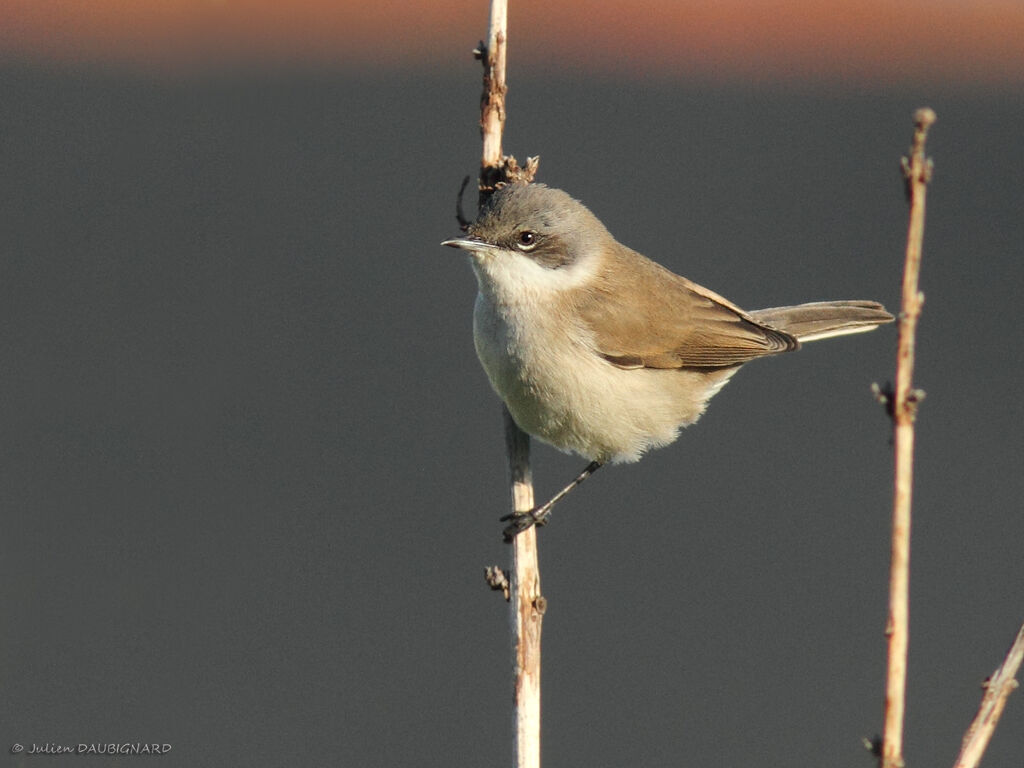 Lesser Whitethroat, identification