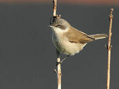 Lesser Whitethroat