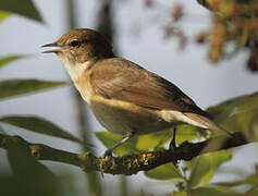 Garden Warbler