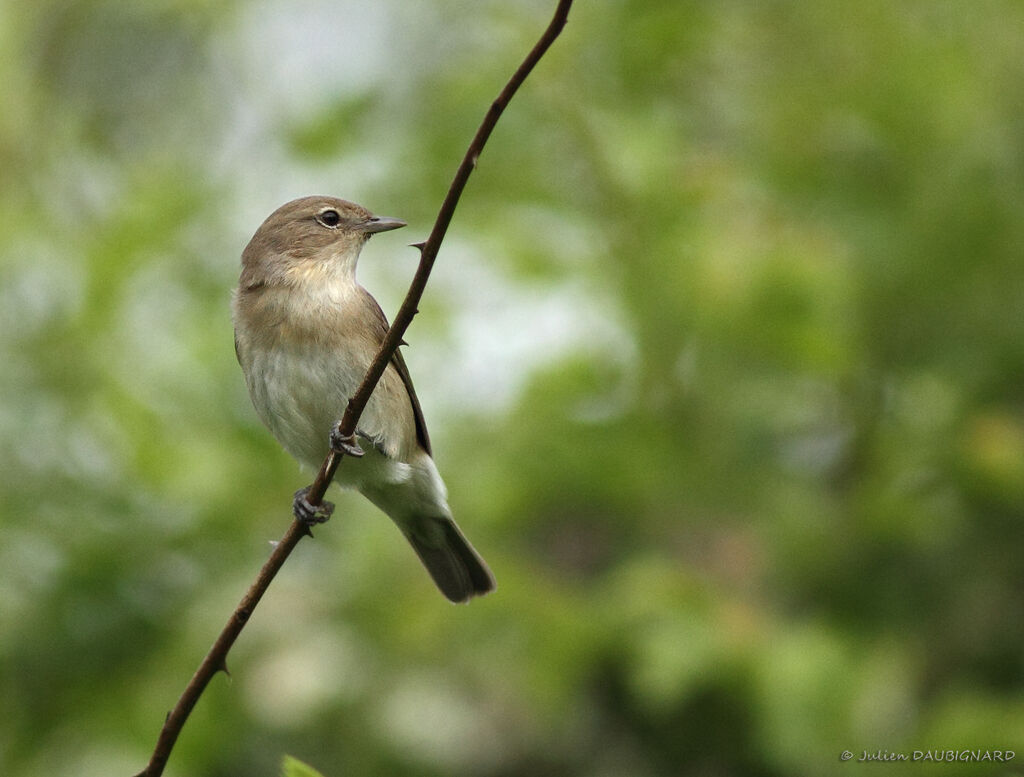 Fauvette des jardins, identification