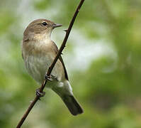 Garden Warbler