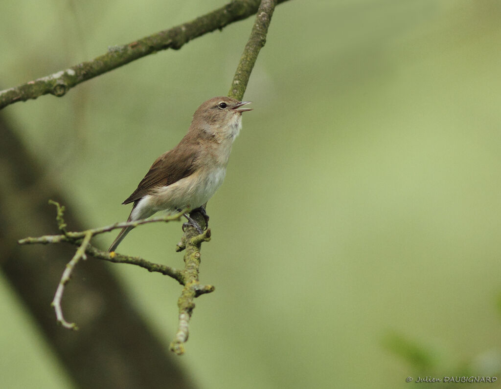 Garden Warbler, identification