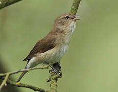 Garden Warbler