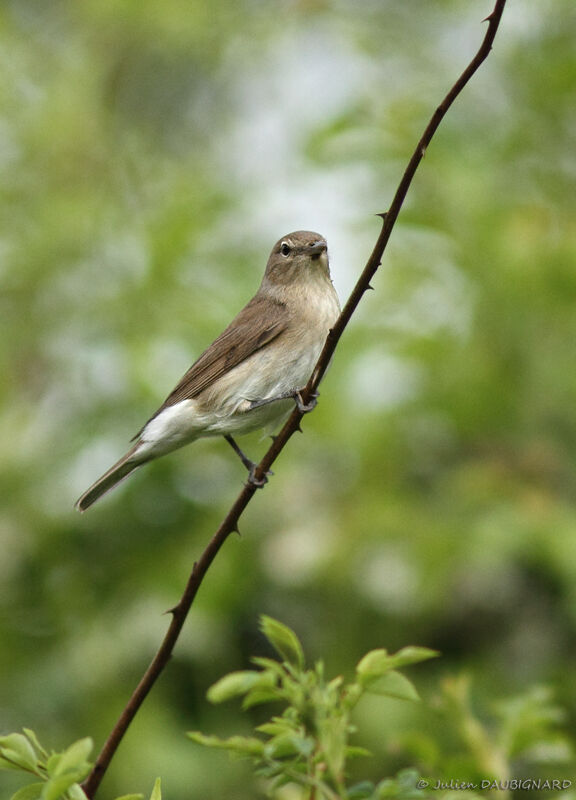 Fauvette des jardins, identification