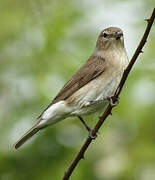 Garden Warbler