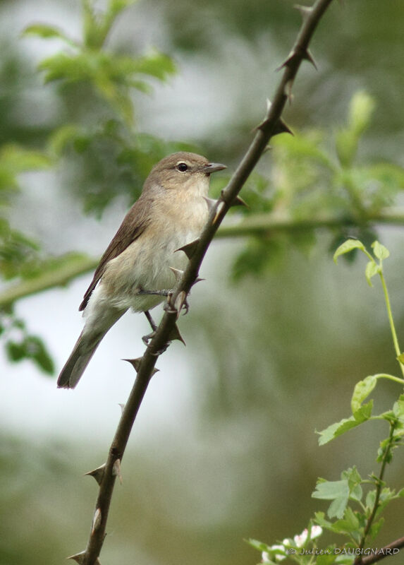 Garden Warbler, identification