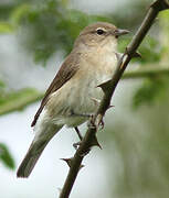 Garden Warbler