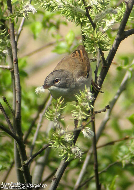 Fauvette grisette mâle adulte, habitat, Nidification