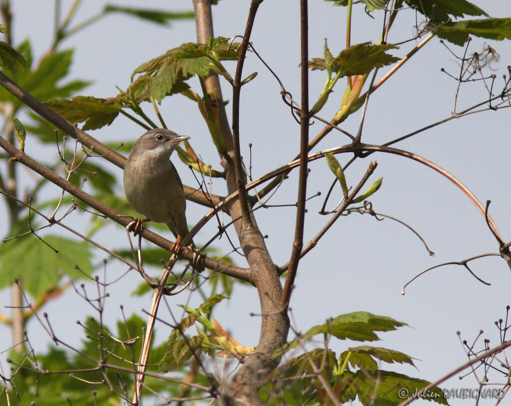 Fauvette grisette, identification