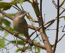 Common Whitethroat