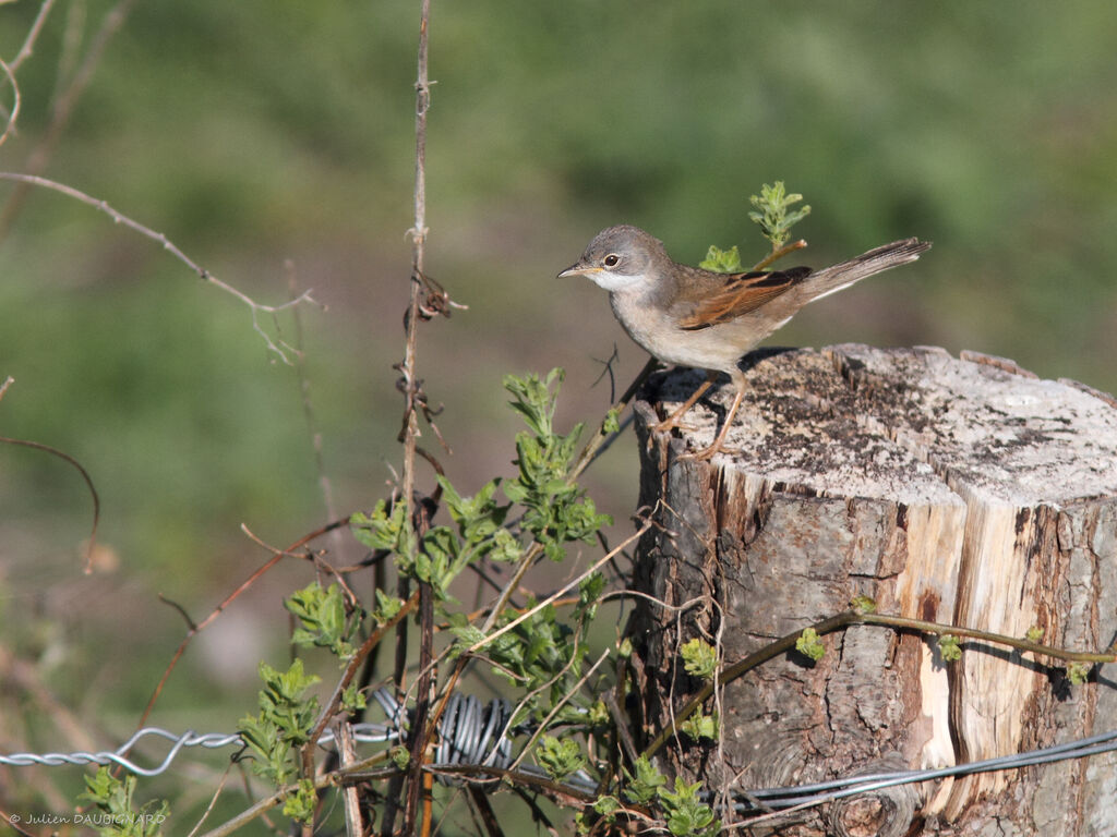 Fauvette grisette, identification