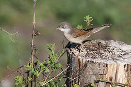 Common Whitethroat