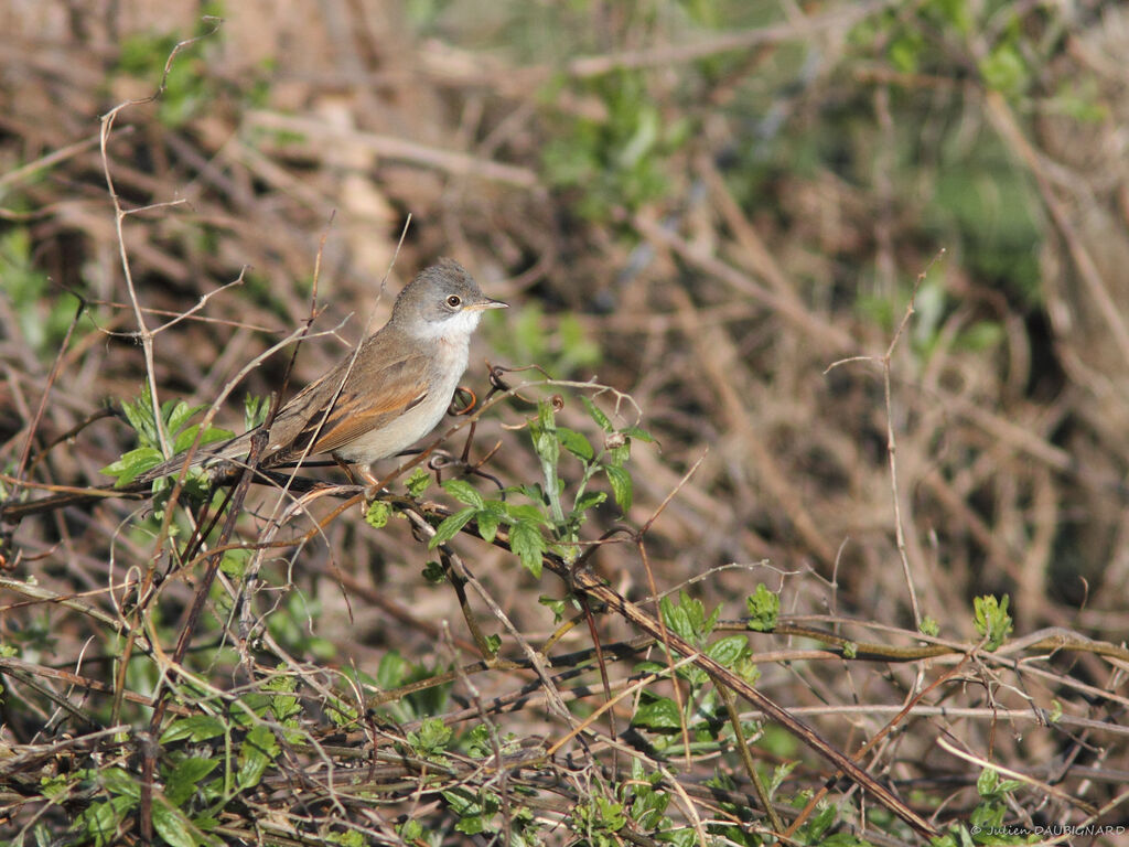 Fauvette grisette, identification