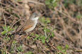 Common Whitethroat