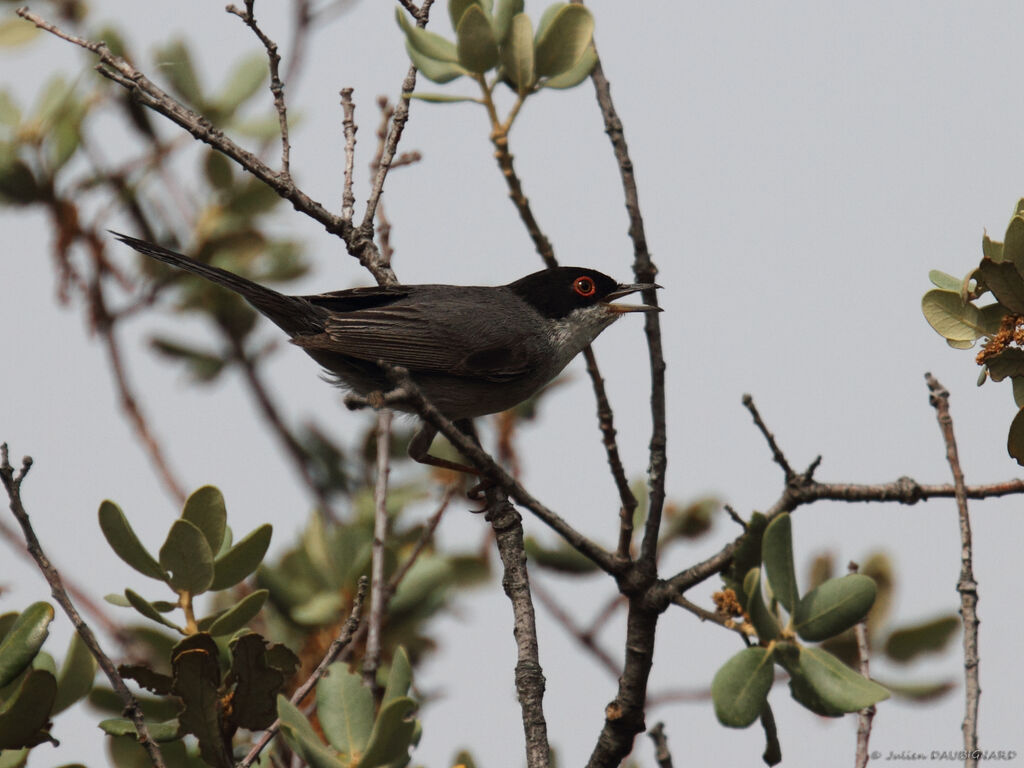 Sardinian Warbler, identification