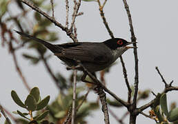 Sardinian Warbler