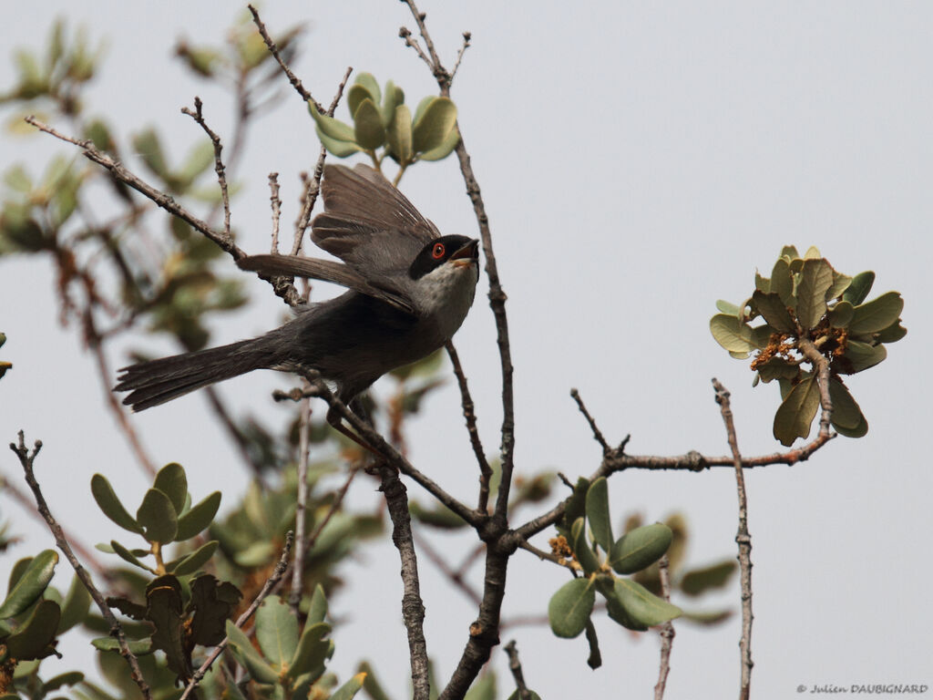 Sardinian Warbler, identification