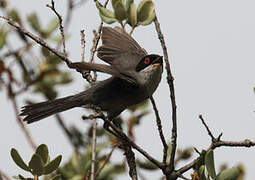 Sardinian Warbler