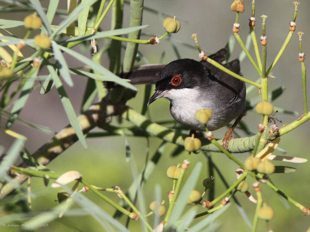 Sardinian Warbler, identification