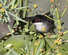 Sardinian Warbler