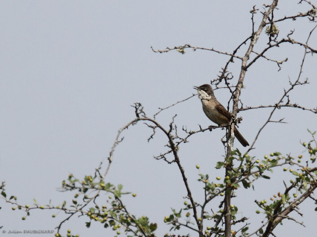 Western Orphean Warbler male adult, identification