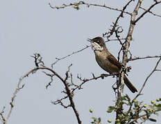 Western Orphean Warbler