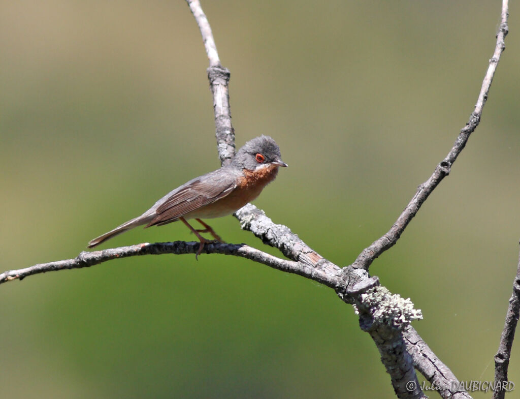 Fauvette passerinette, identification