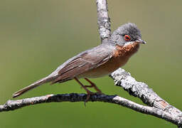 Western Subalpine Warbler