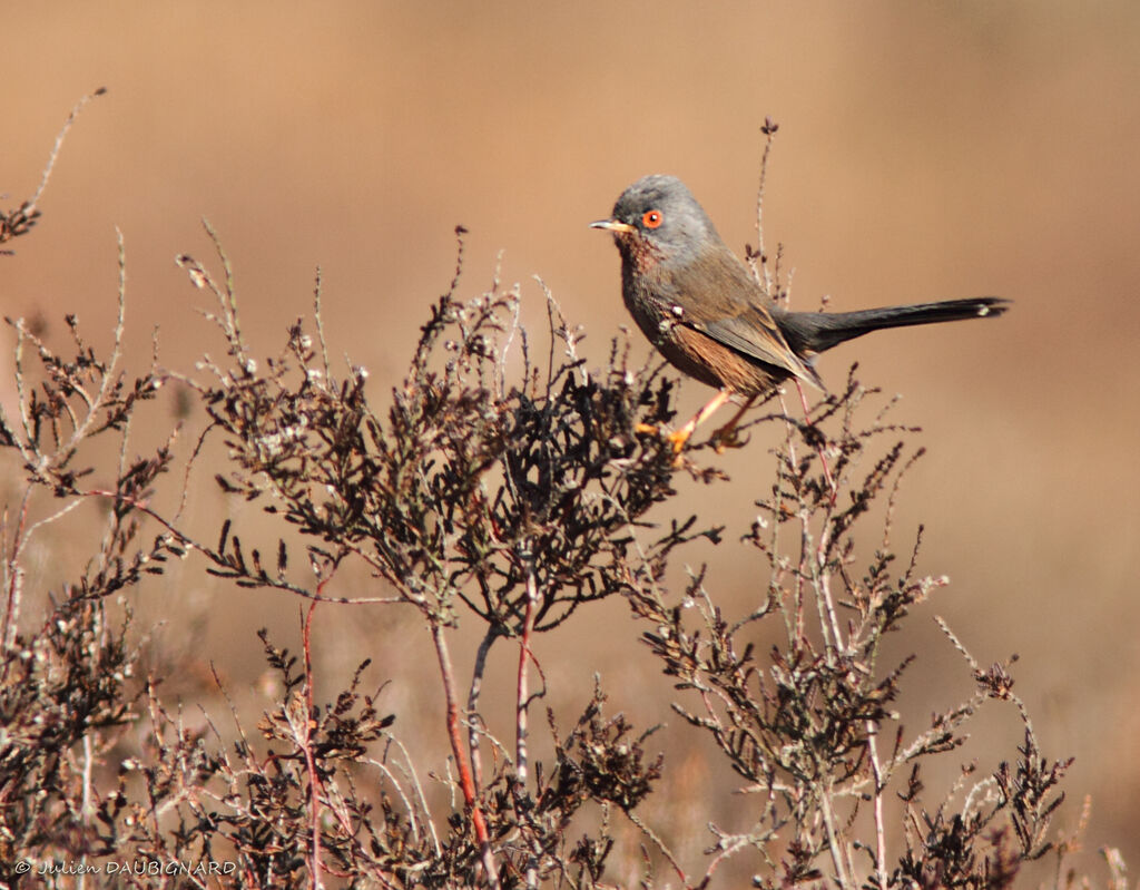 Dartford Warbler, identification